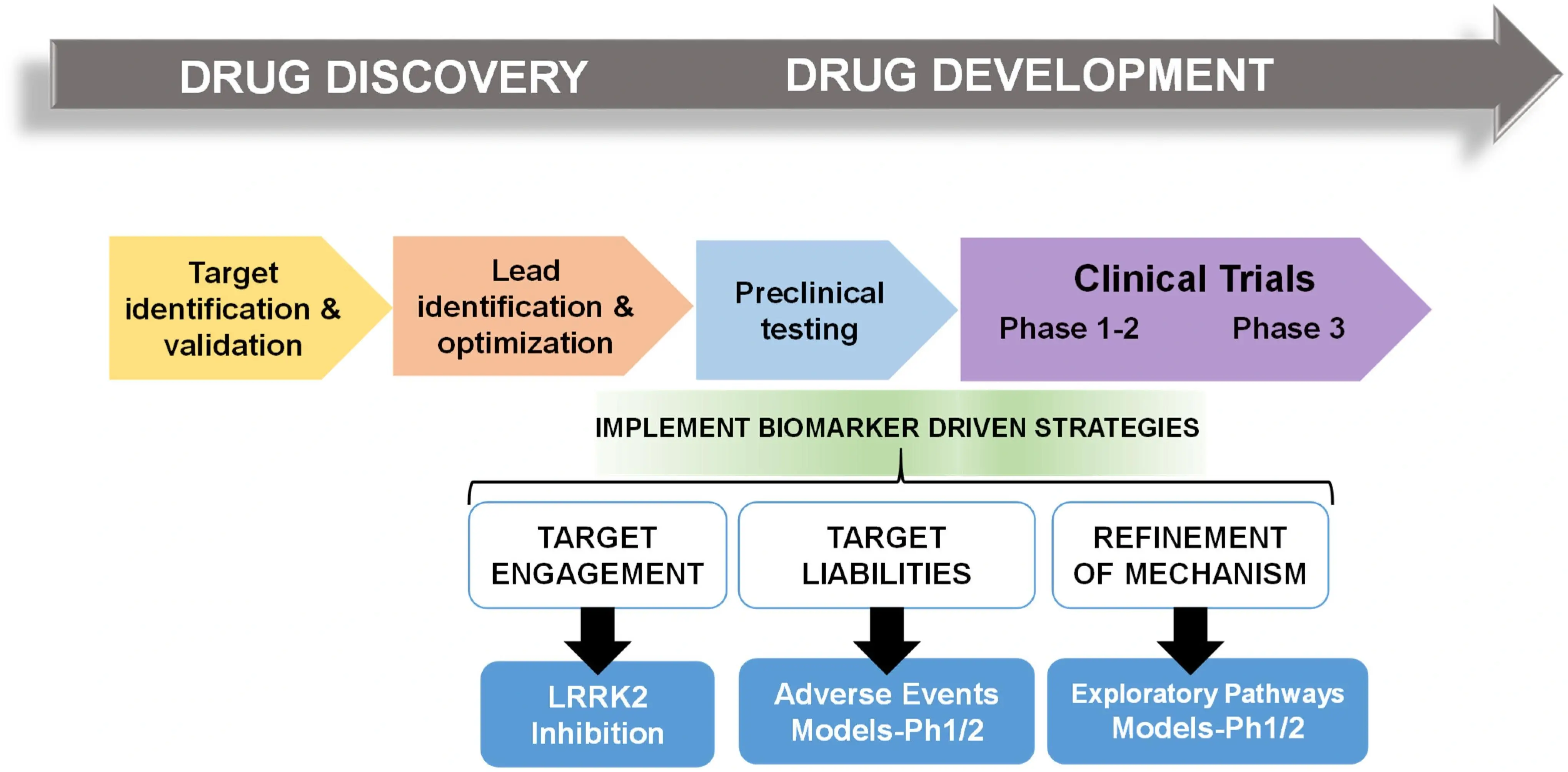Drug Development Flowchart